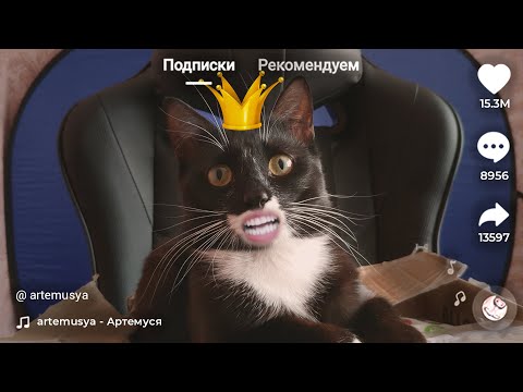 Видео: МОЙ КОТ СТАЛ ТИКТОКЕРОМ