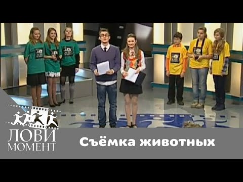 Видео: Лови момент. Выпуск 1. Съемка животных | Телеканал Карусель