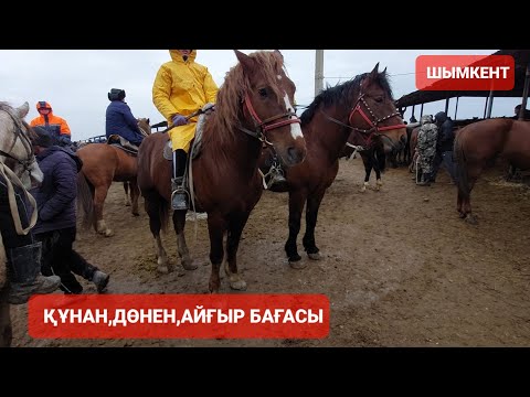 Видео: Құнан, дөнен, бесті,айғыр бағалары.