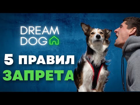 Видео: 5 правил команды Нельзя 🐶 Что нужно знать про запрет Фу