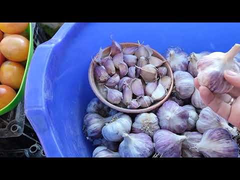 Видео: САДИМО ОЗИМИЙ ЧАСНИК ВЧАСНО ТА ПРАВИЛЬНО!!!