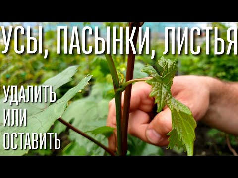Видео: ЧТО ДЕЛАТЬ С ПАСЫНКАМИ НА ВИНОГРАДЕ. УДАЛЯТЬ ИЛИ ОСТАВЛЯТЬ УСЫ. КАК УЛУЧШИТЬ ОПЫЛЕНИЕ ВИНОГРАДА