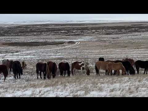 Видео: БТР не понятки с Аю . #айгыр #лошадки #жеребец #лошади #жылкы #интересно #
