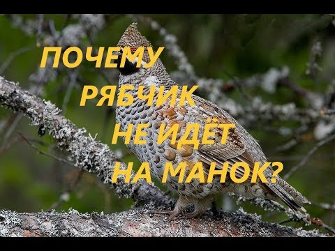 Видео: Охота на рябчика- Часть 6:  Почему рябчик не идет на манок?