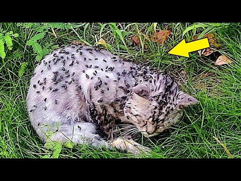Видео: Мухи пожирали лежащего в траве кота, но когда его обнаружила девушка, оказалось…