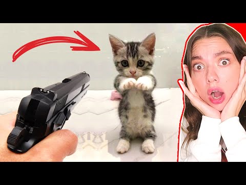 Видео: НЕ ТРОГАЙТЕ КОТИКОВ 😲 САМЫЕ СМЕШНЫЕ КОТЫ и СОБАКИ из ТИК ТОКА