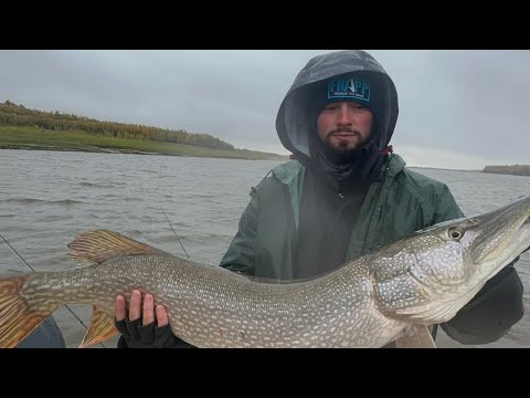 Видео: Река Обь.Рыбалка Томск, Усть-Чая 2024! Щука, судак! Трофейная рыбалка!