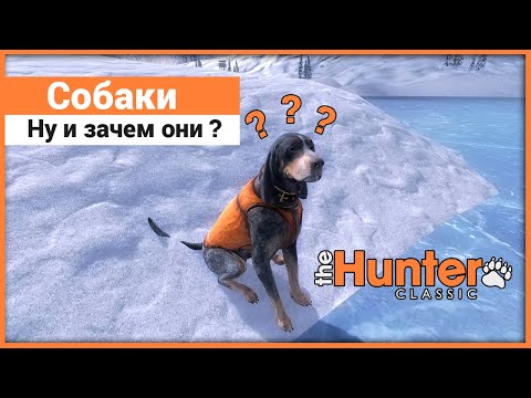 Видео: Зачем нужны собаки в theHunter: Classic ?