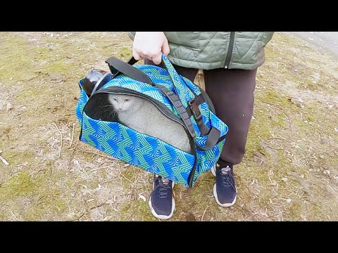 Видео: Белая