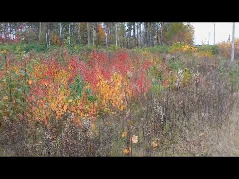 Видео: Просто осень