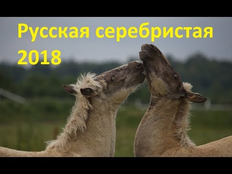 Видео: "Русская серебристая". Результаты  проекта 2018 года