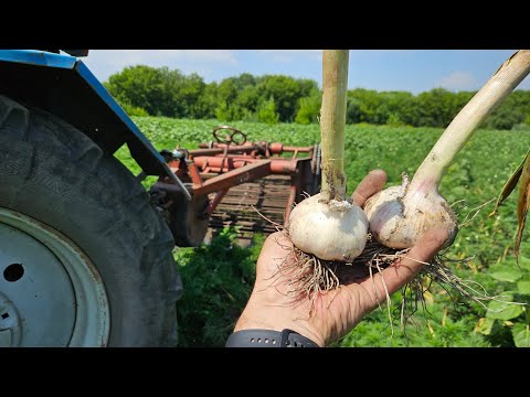 Видео: ЯК КОПАТИ ЧАСНИК. Як я копаю часник картоплекопалкою Час швидко зібрати врожай