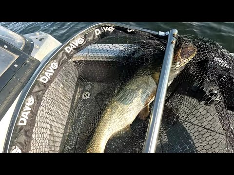 Видео: ЭТИ РЕЧНЫЕ КОНИ Отнимают палку