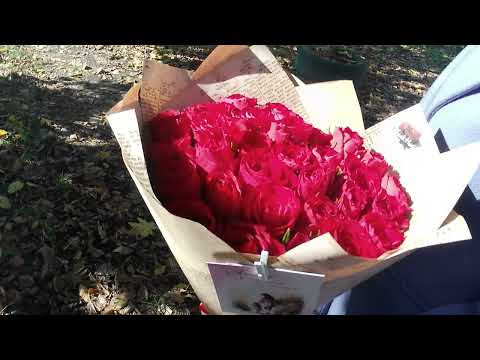 Видео: Доставка 31 розы. Владикавказ. #владикавказ #цветы #rose #розы #flowers