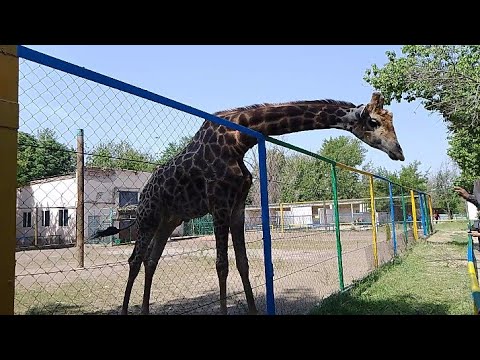 Видео: Зоопарк - Чимкент(Шымкент)