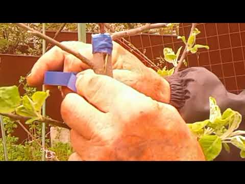 Видео: 24 апреля 2018 г.Прививка древнее исскуство.