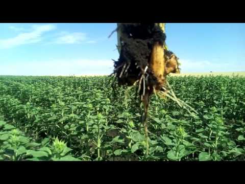 Видео: пример устойчивости подсолнуха к заразихе