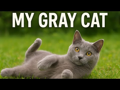 Видео: My Gray Cat 🐾 | Cute Gray Cat Playing Moments Live | Моя серая кошка играет