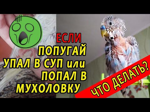 Видео: ЧТО ДЕЛАТЬ ЕСЛИ ПОПУГАЙ ИСПАЧКАЛСЯ