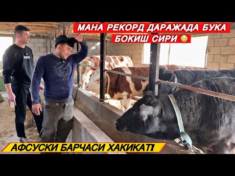 Видео: КУНЖАРАСИЗ БУҚА БОҚИБ ОЙИГА 60 kg-ГАЧА СЕМИРТИРЯТГАН УСТОЗИМНИ РАЦИОН СИРИ!