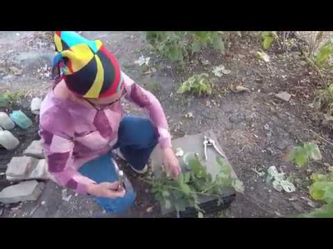 Видео: Черенкование роз: как нарезать черенки, как сажать , как и когда укрывать черенки.
