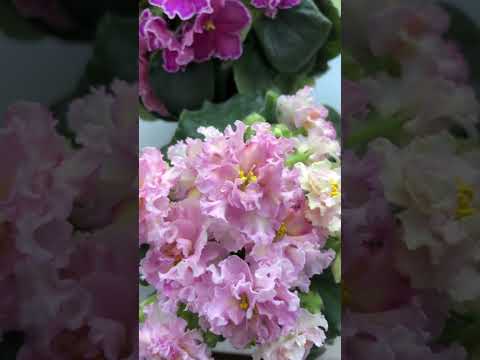 Видео: Фиалки. Цветение с названиями сортов.Предлагаю листовые черенки. Ватсап 89654987265