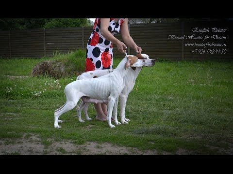 Видео: Щенки пойнтера 2016.