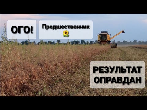 Видео: МАКСИМАЛЬНЫЙ УРОЖАЙ ГОРОХА В НЕ ПРОСТОЙ 2021. Уборка ярового гороха на багаре.