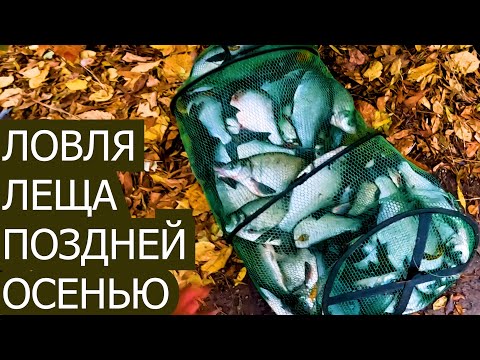 Видео: Ловля леща И КАРПА на реке ДНЕСТР ! Как наловить леща на реке.ЛЕЩ ОСЕНЬЮ. Поклёвка ЛЕЩА !!