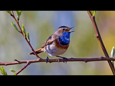 Видео: Красивый Весенний Лес, Живые Звуки Природы для Релаксации, Белый Шум, Поют Птицы.