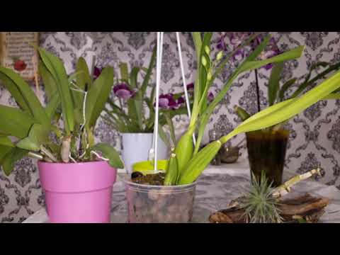 Видео: Орхидеи, которые удивляют😍Каттлея. Энциклия.