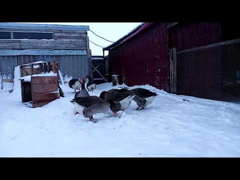 Видео: Утро, гуси, отличная погода