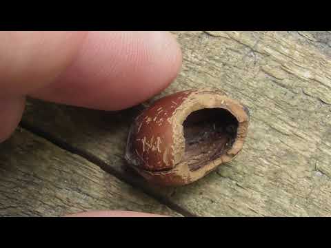 Видео: ищем следы жизнедеятельности позвоночных животных