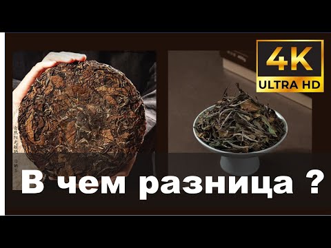 Видео: Прессованный и Рассыпной Белый Чай Шоу Мэй. В чем разница?