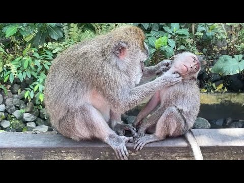 Видео: Monkey forest Ubud, Bali. Ліс мавп, Убуд, Балі