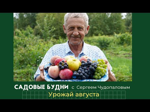 Видео: Садовые будни с Сергеем Чудопаловым. Смотрим урожай августа