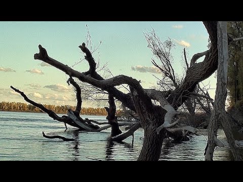 Видео: ПОДСААААК!!!! ЭТО НЕ КОРЯГА А РЫБА!!!!! Рыбалка в корягах!
