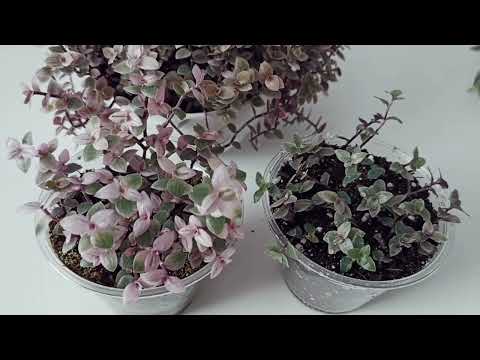 Видео: Каллизия Розовая пантера, Бьянка. Посадка, уход.