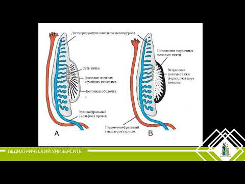 Видео: 19. Женская половая система