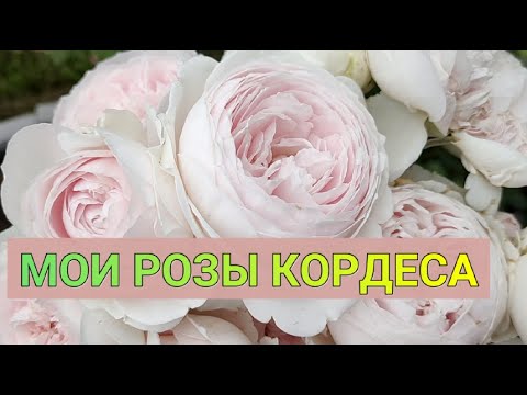 Видео: НЕПРИХОТЛИВЫЕ РОЗЫ КОРДЕСА | Надежные сорта роз для новичков | Красивые розы селекции Кордеса