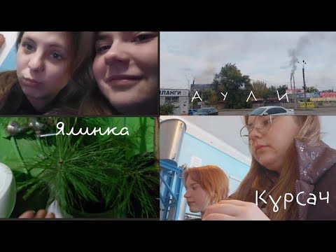 Видео: АУЛИ| 💩 В ЦВІТОК | ЯЛИНКА В ЖОВТНІ |КУРСАЧ ВСП ТФК ДДТУ 😓