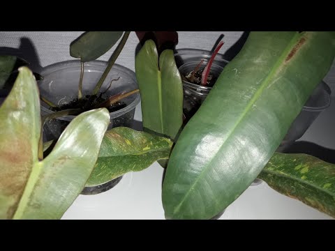 Видео: КОМНАТНЫЕ РАСТЕНИЯ(ЦВЕТЫ).ЗАНИМАЮСЬ С ФИЛОДЕНДРОНАМИ.