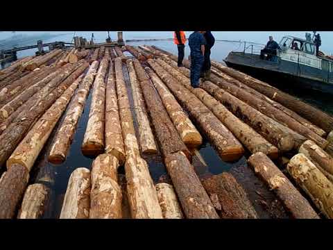 Видео: Сборка плотов для сплава по Ангаре и Енисею. Очень непростое и интересное дело. #моиВести-1