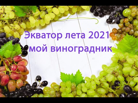 Видео: Виноградник в середине лета 2021
