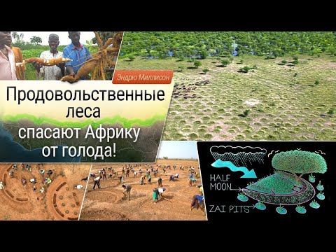 Видео: Продовольственные леса спасают Африку от голода!