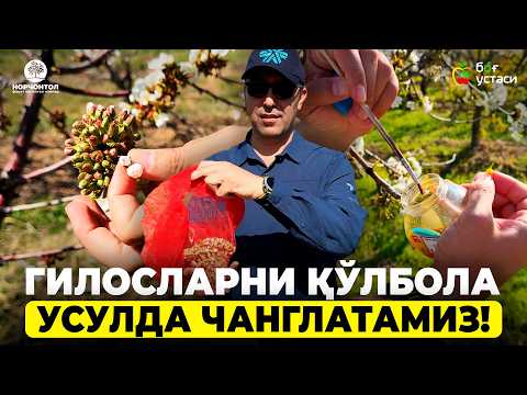 Видео: ЯНГИ ГИЛОС НАВИНИ ЯРАТИШ! | ШУҲРАТ АБРОРОВ #shuhratabrorov #gilos #changlanish #giloschanglatish #uz