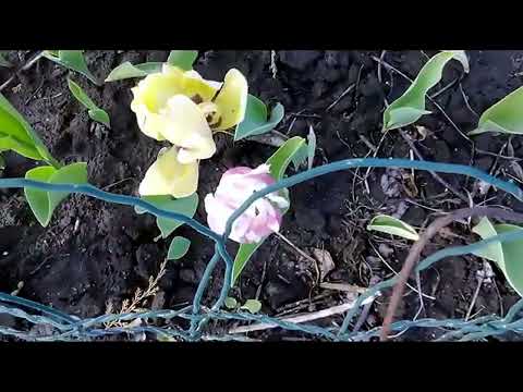 Видео: Обзор дачи Ларисы Николаевны.