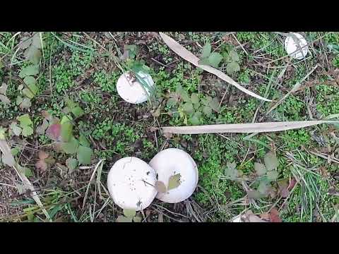 Видео: 6 ноября 2025 г.