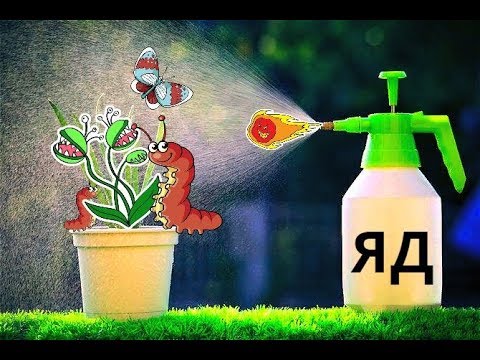 Видео: ПРОФИЛАКТИЧЕСКАЯ ОБРАБОТКА ГЛОКСИНИЙ, СТРЕПТОКАРПУСОВ ОТ ВРЕДИТЕЛЕЙ !