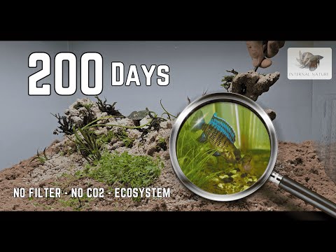 Видео: Экосистема без фильтров и CO2 (200 дней) 4K